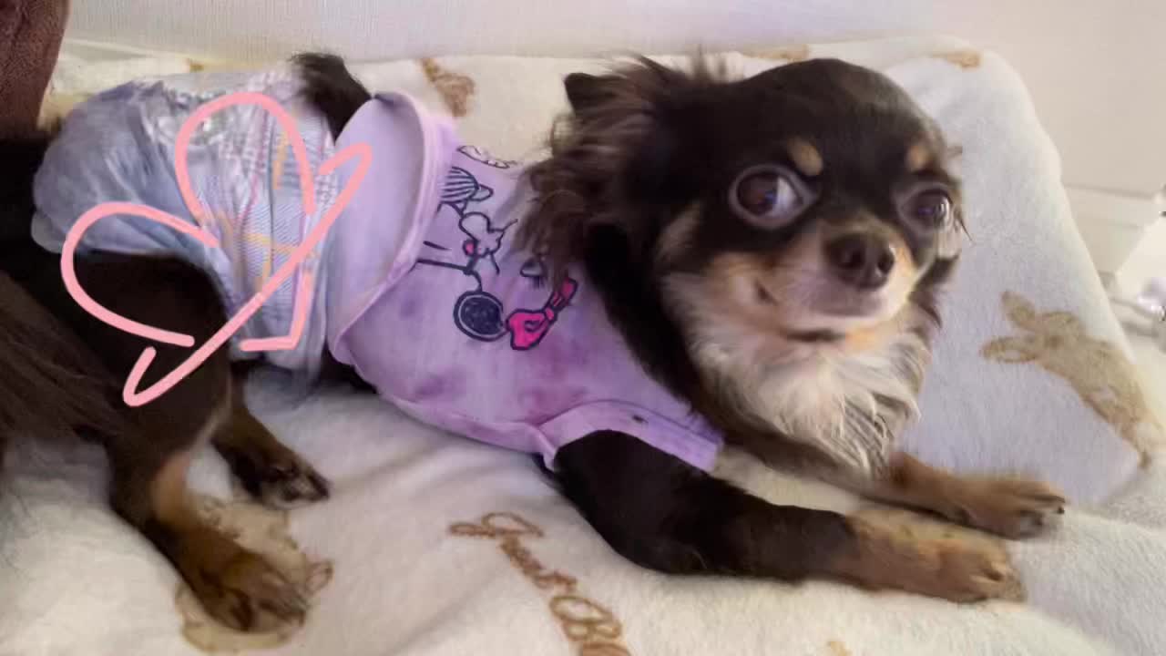 @月野あいな🐶
