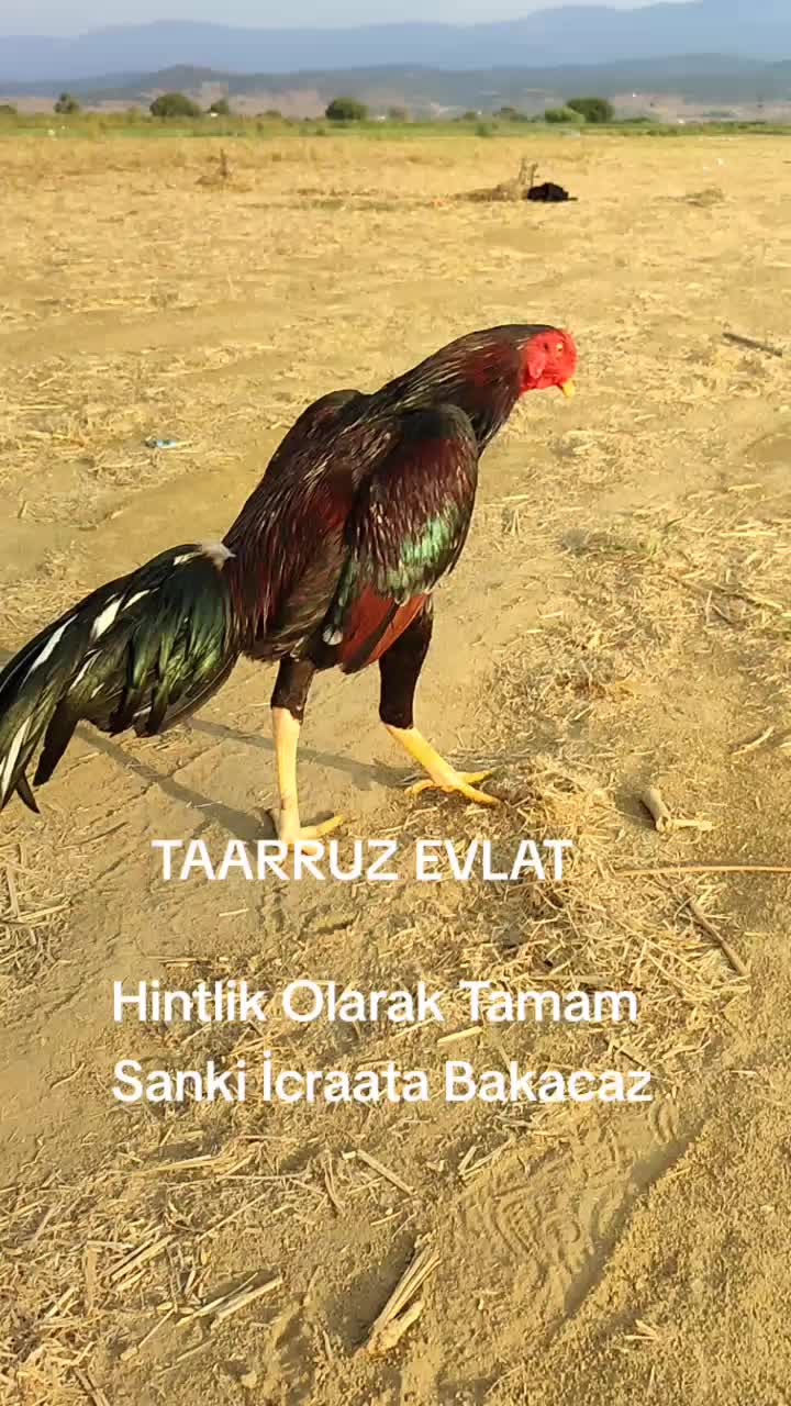 @Salih Öztürk