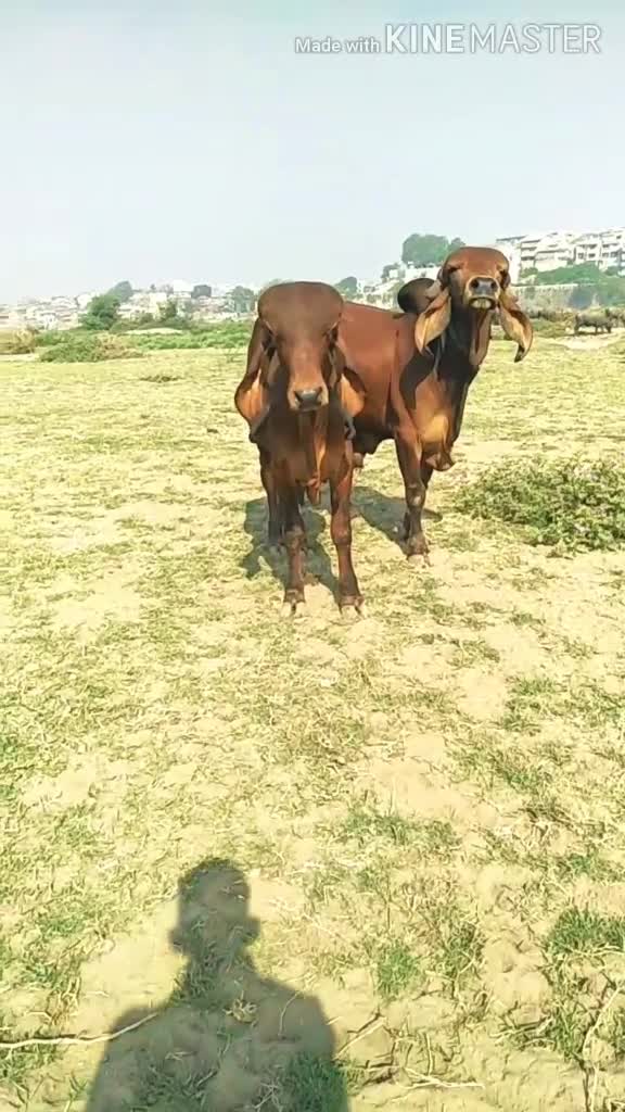 @ઠાકર નો દિવાનો
