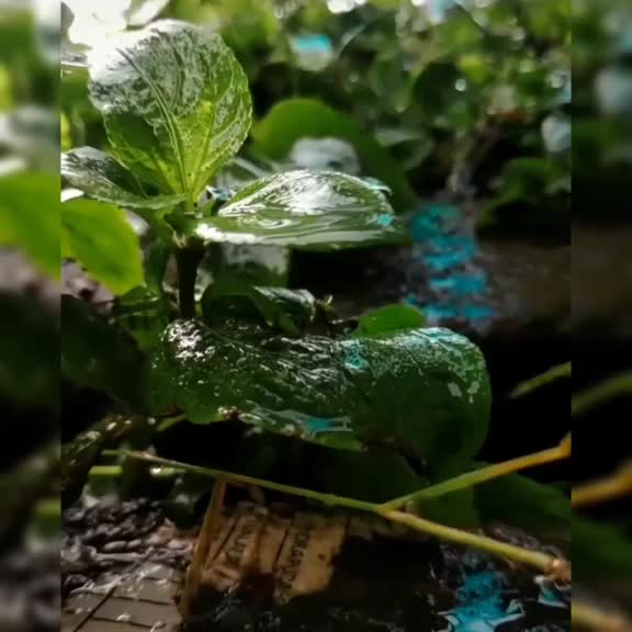 @yadav_gari_ammai💙