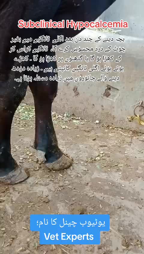 @Dr Abdullah
