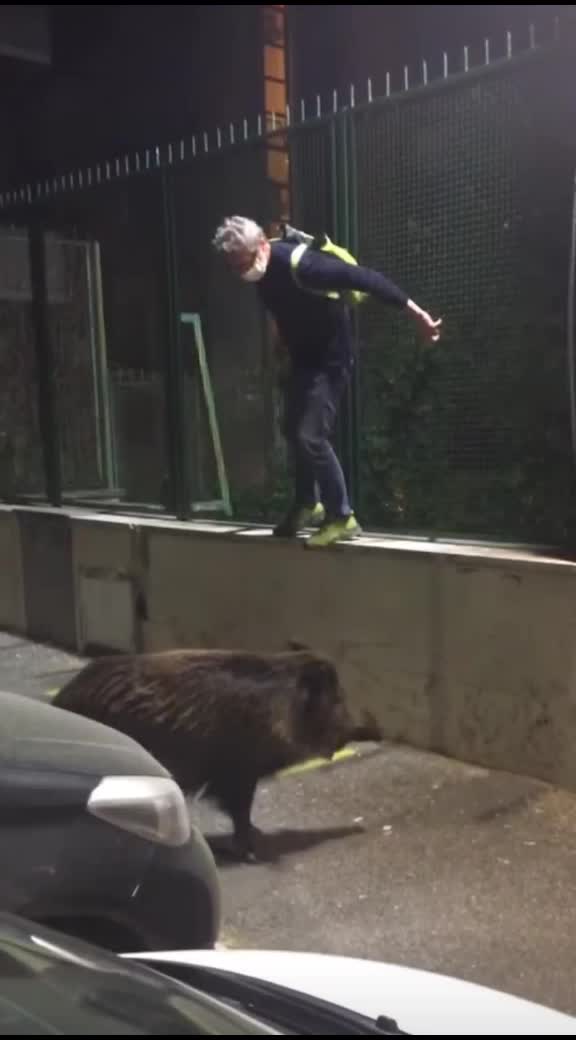 @il cinghiale di tiktok