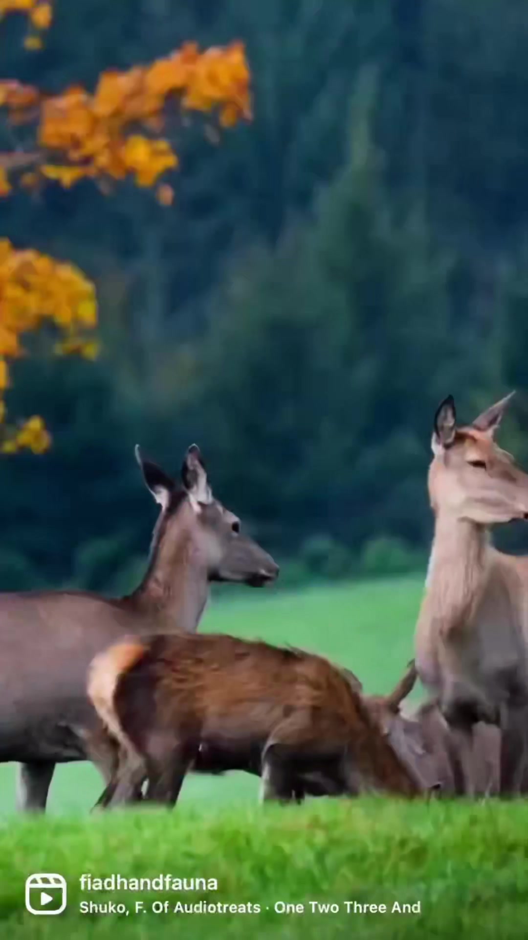 @FiadhandFauna