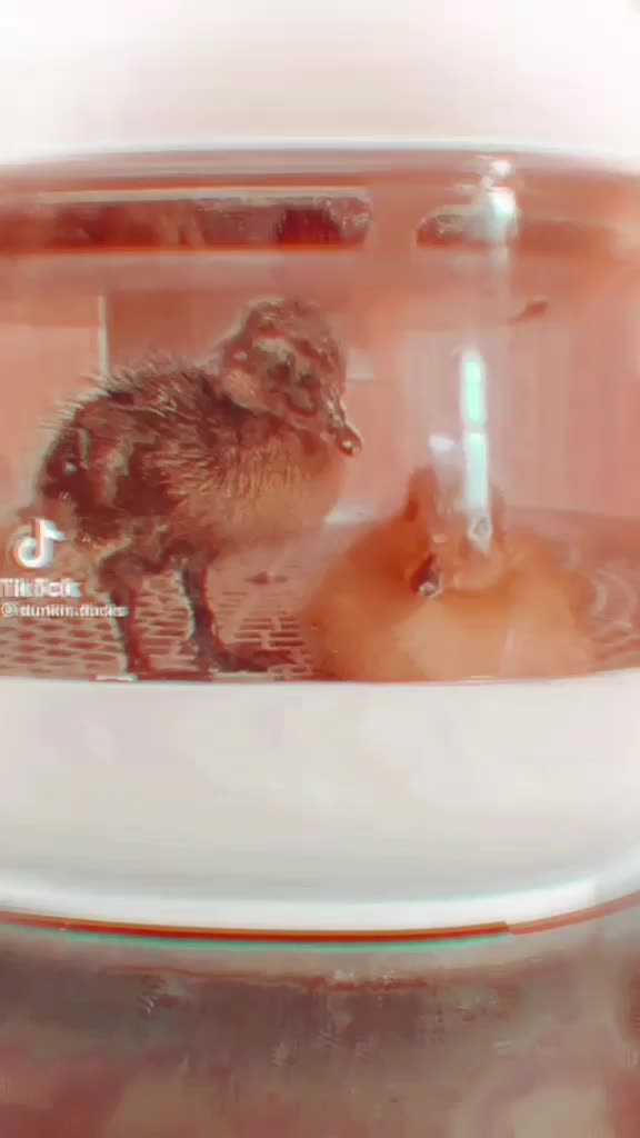 @animals.soft.videos