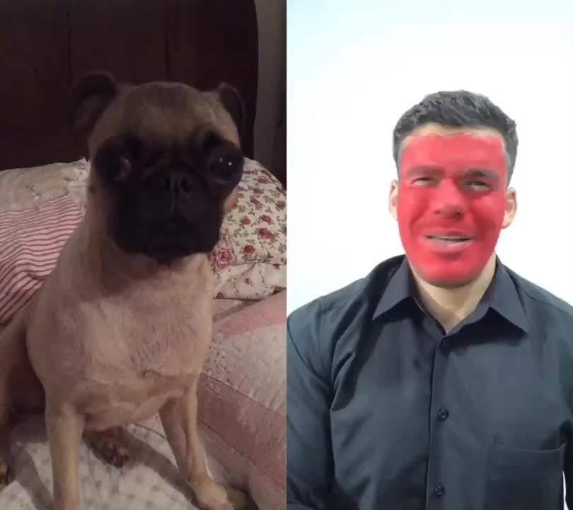 @Pug_kinder
