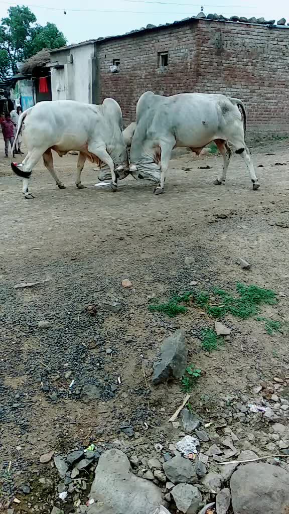 @ӄɛֆʊʟǟ ɢʀօʊք ǟֆօʟǟ