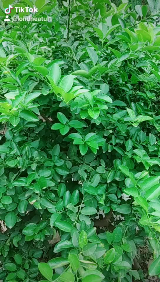 @लोंढे अतुल