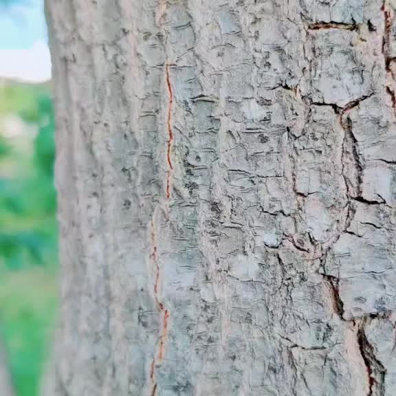 @bhavana samanthula