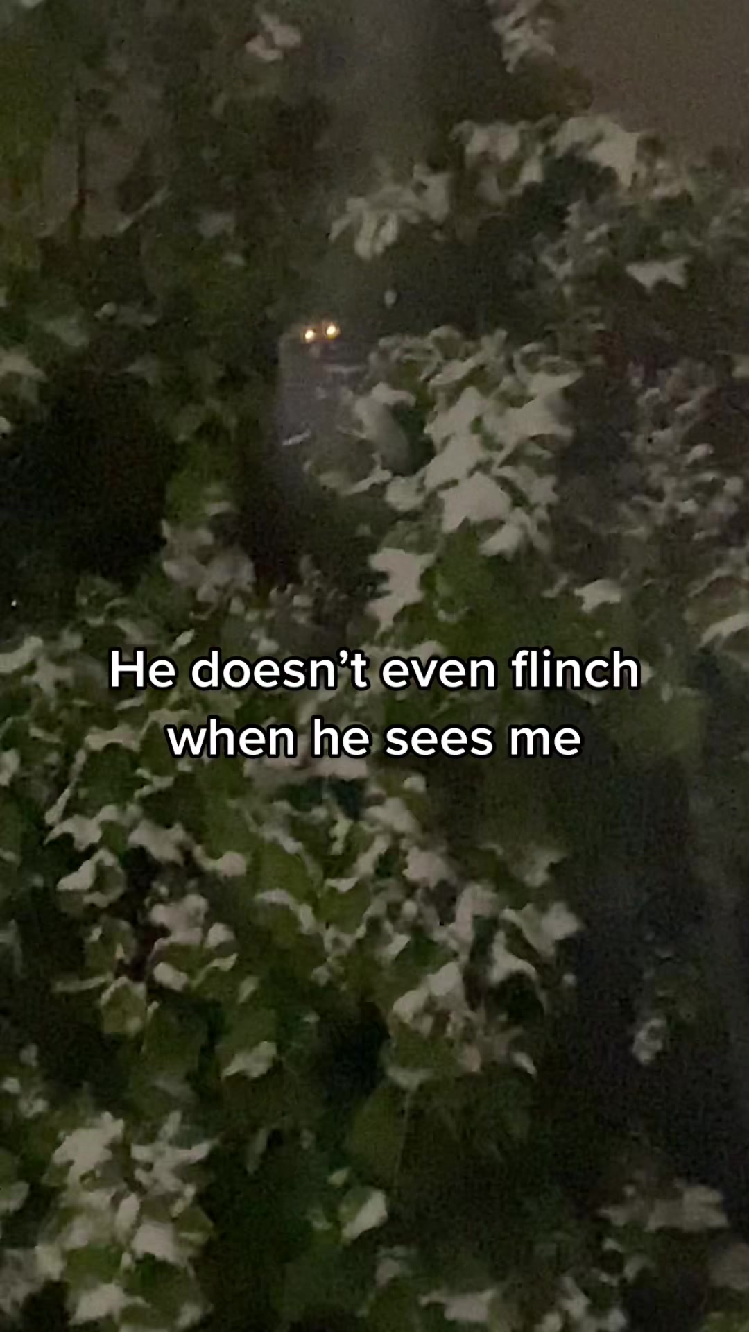 @Shishi