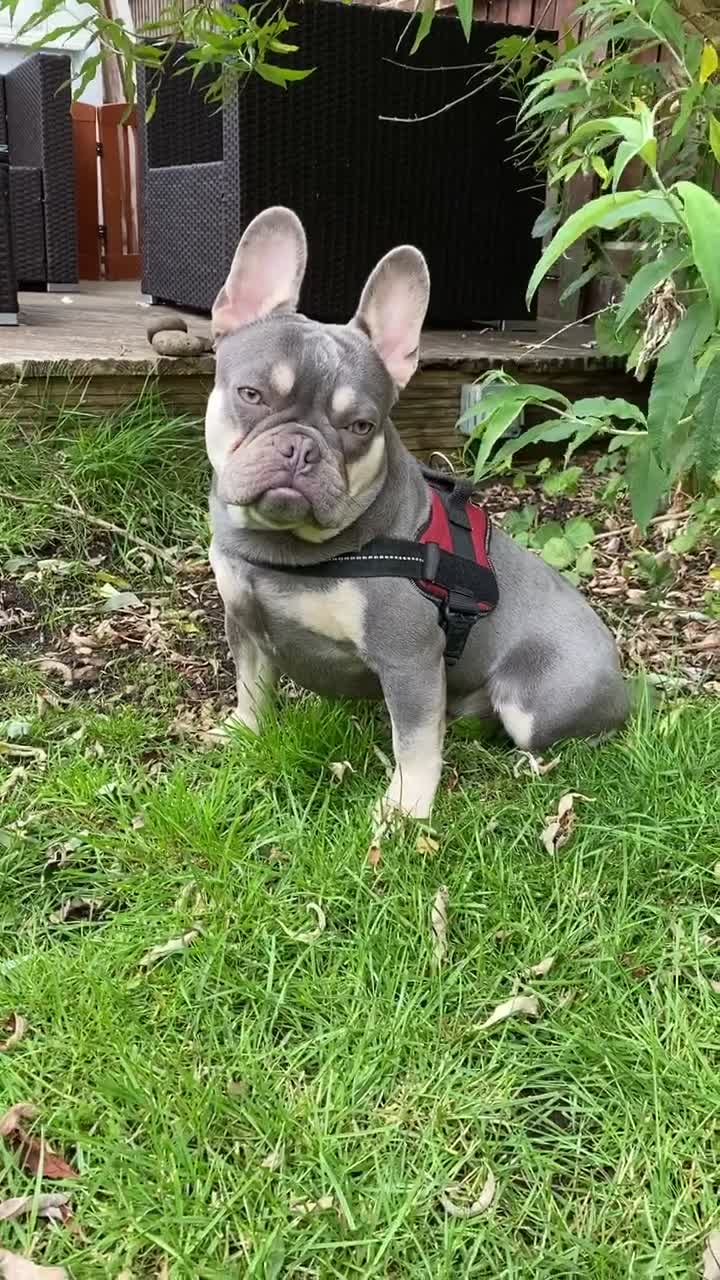 @rudzbulldogz