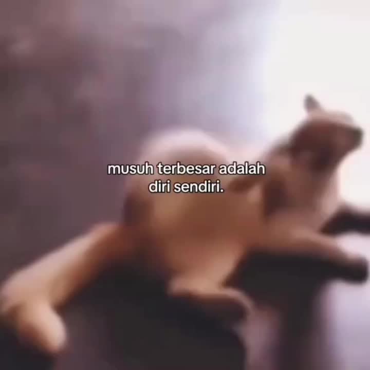@yotamapr