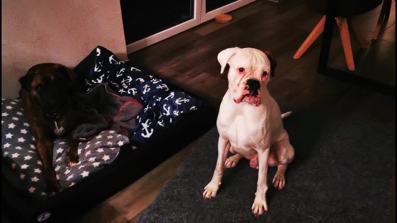 @proudboxermom