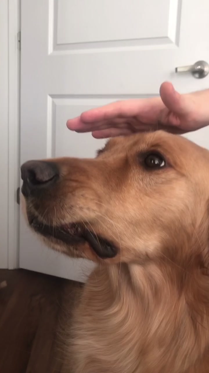 @riley_the_nugget