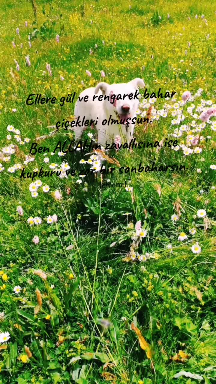 @🌼