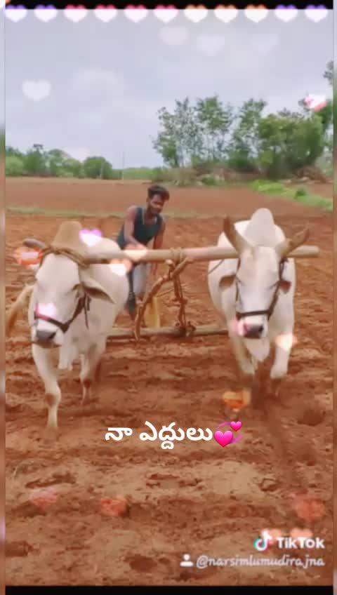 @Narsimlu Mudiraj Nar