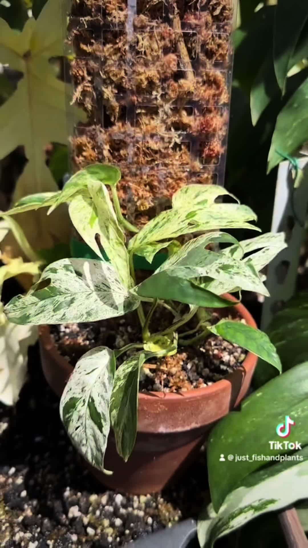 @Just_fishandplants