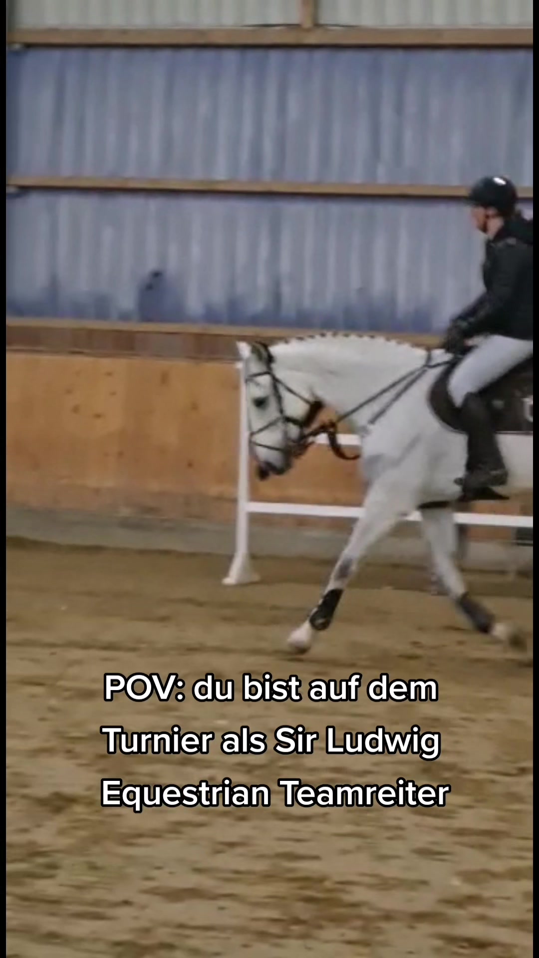 @Sir Ludwig Equestrian