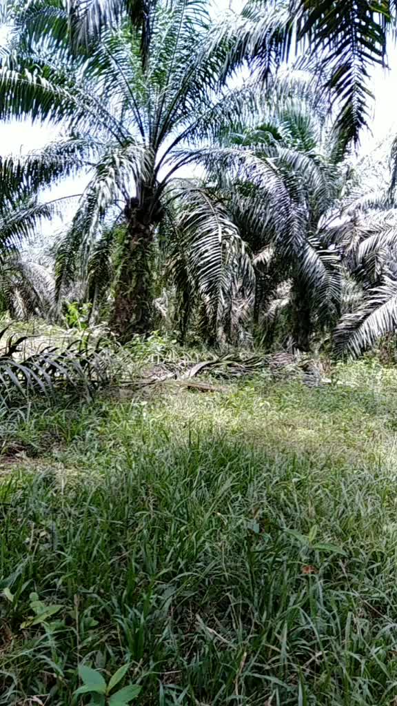 @Mukaram Hajar