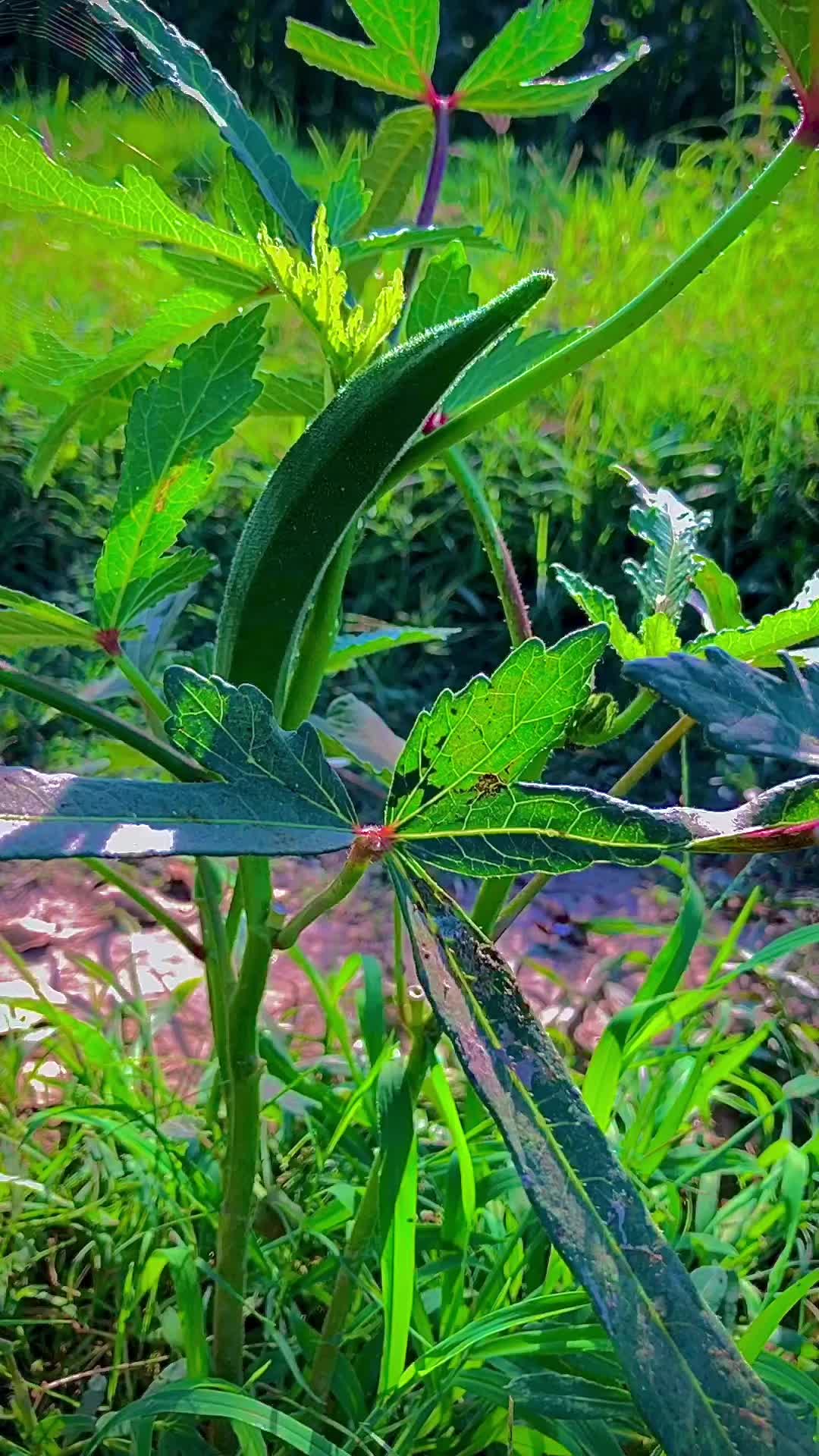 @پنجاب☘️🎋🌿