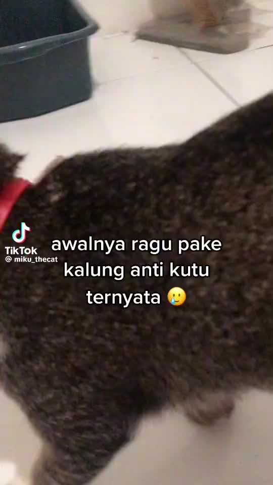 @Rich.id Petshop