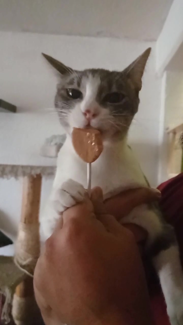 @CutiesCat House