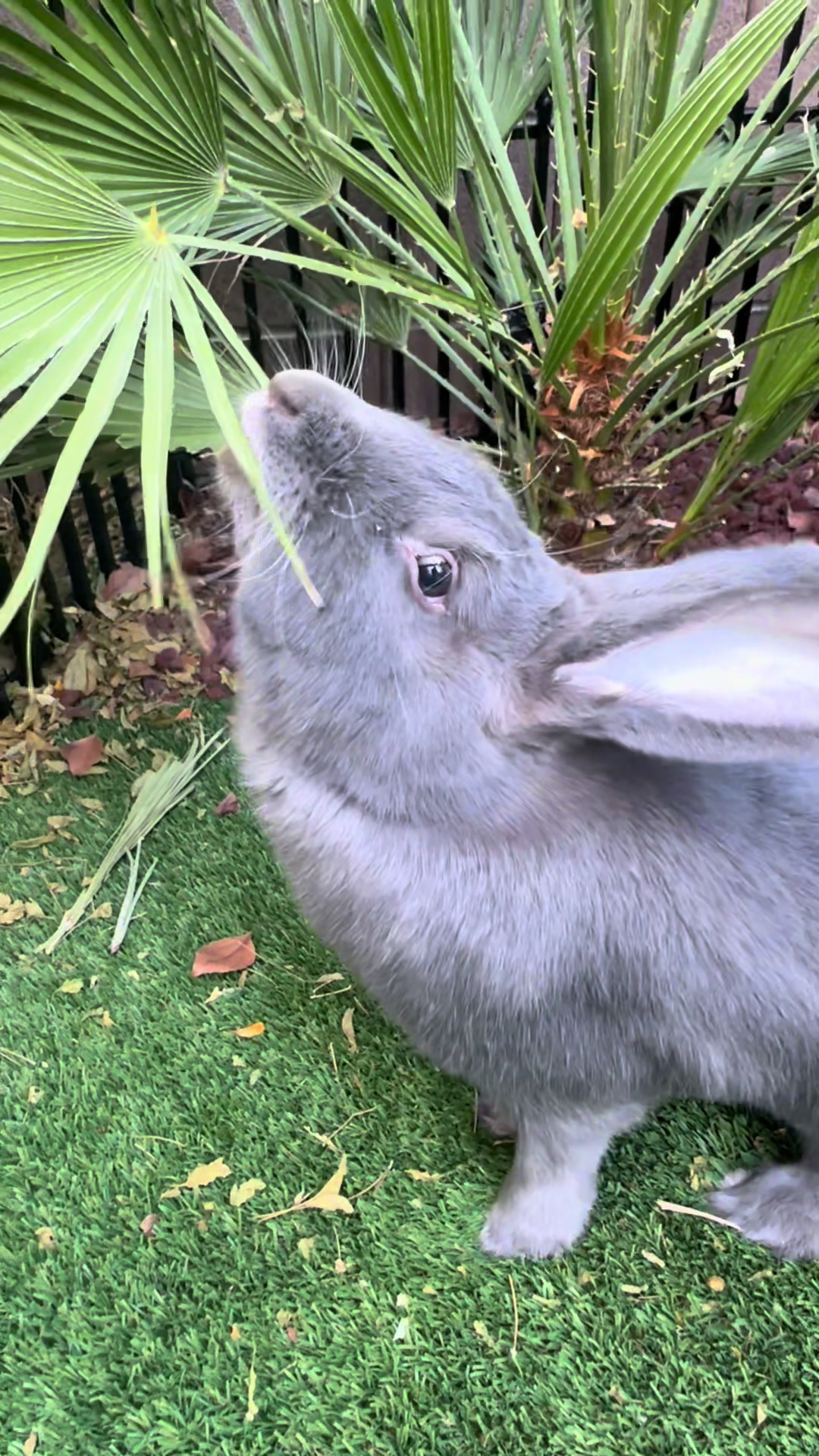 @🐰 Rex Rabbit Rex 🐰