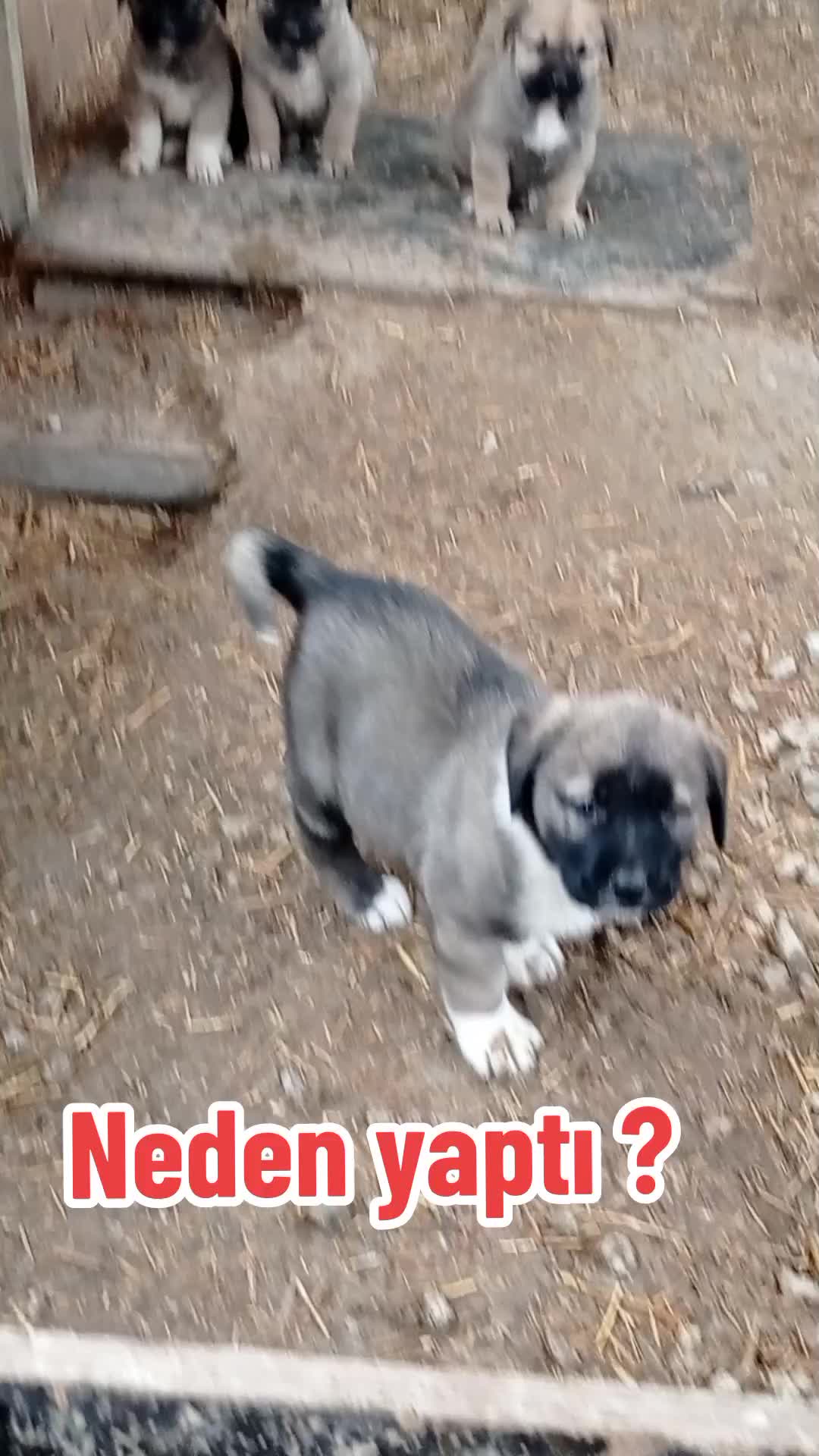 @Hello Bozkır