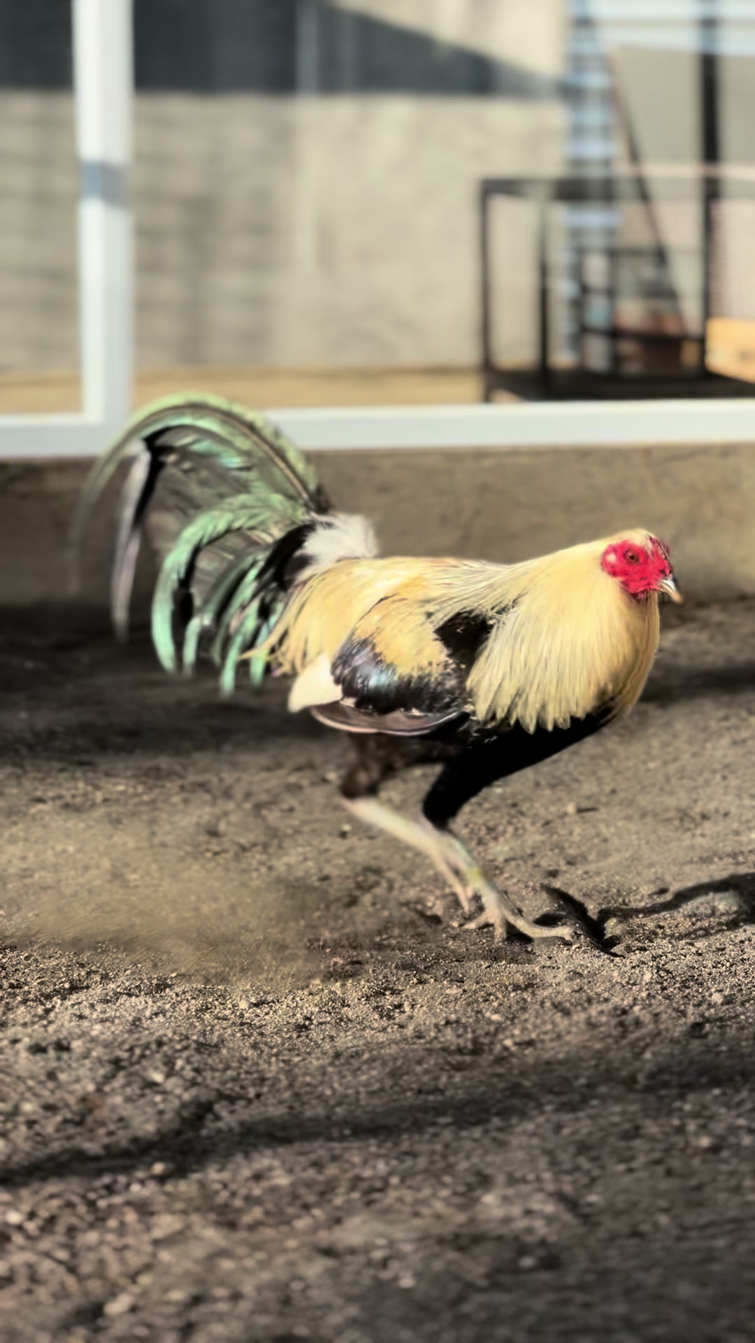 @NICK GAMEFARM