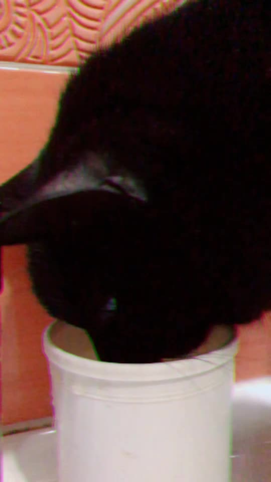 @Drinking_Cat