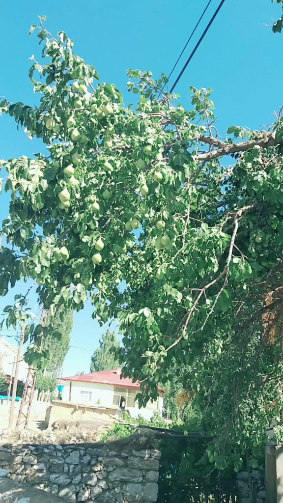 @Ergün Alakeyik