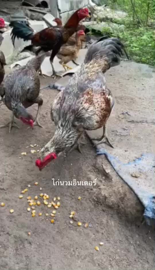 @เฮียนุ่ม บ้านบึง