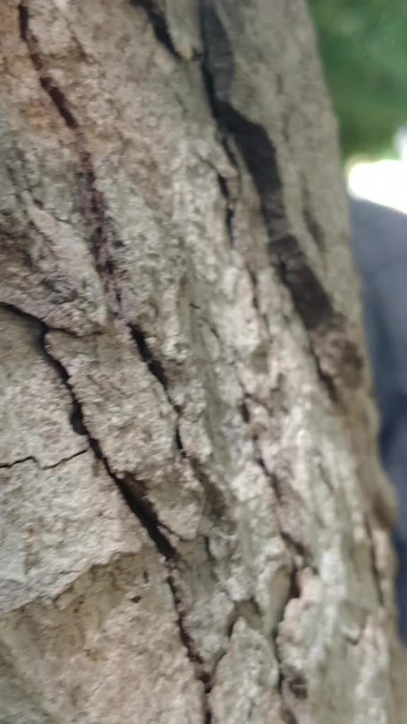 @D&atilde;rl&igrave;&ntilde;g &Atilde;&ntilde;&igrave;l