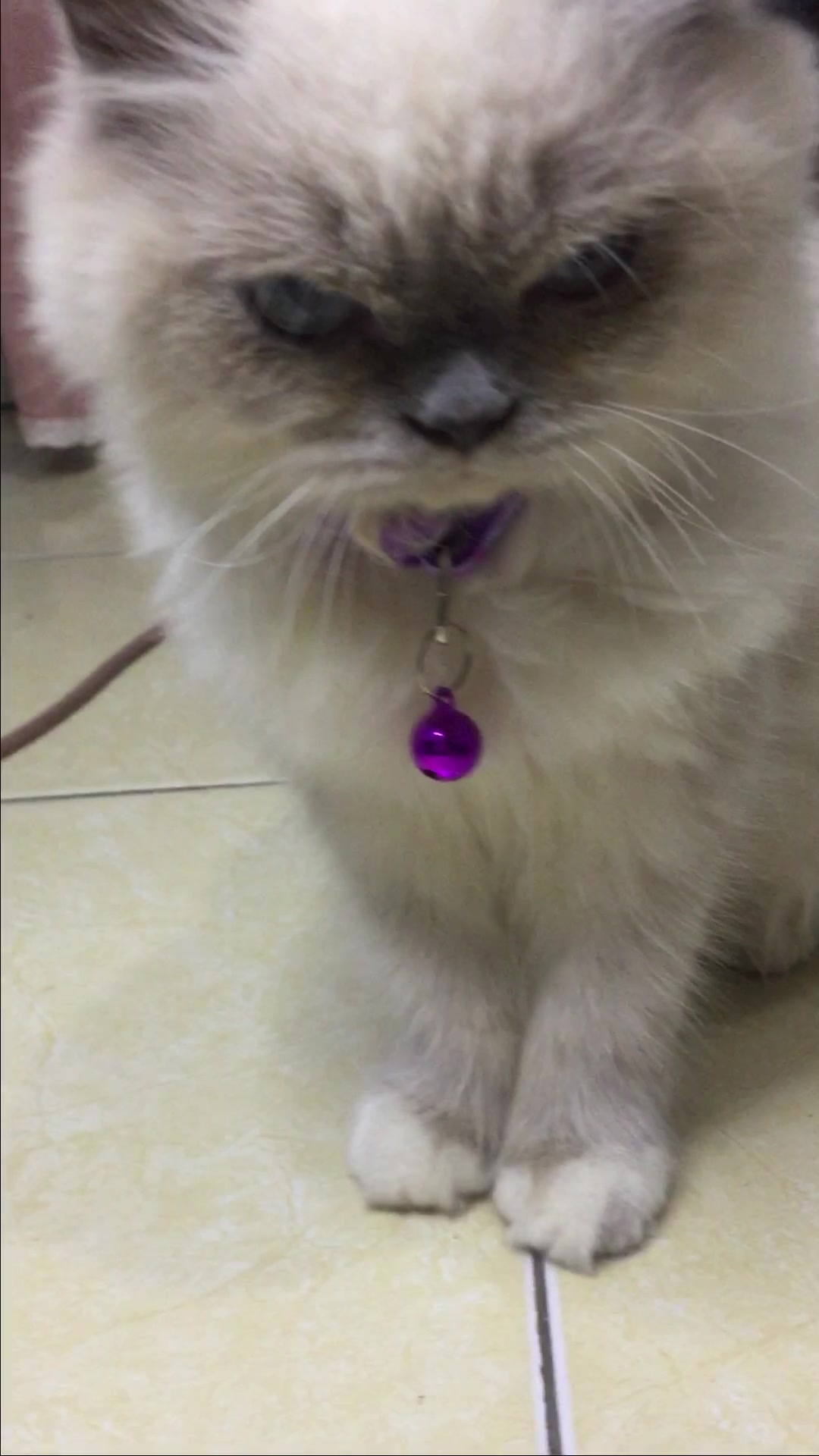 @Rich.id Petshop