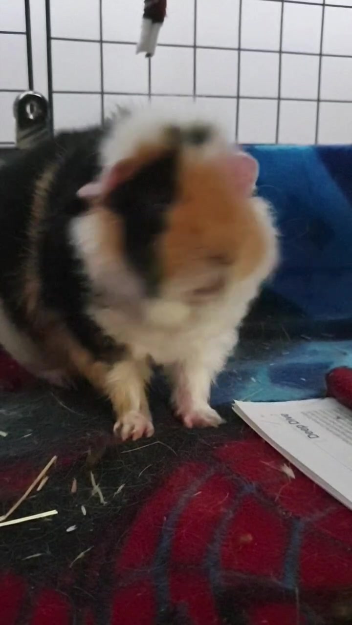@Piggymassage