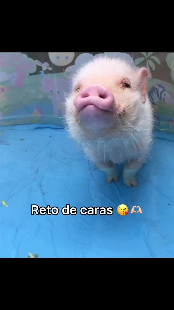@El Bubustacio 🥵