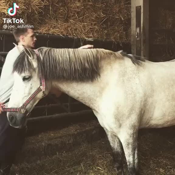 @💗🐴 FREE REIN 💗🐴