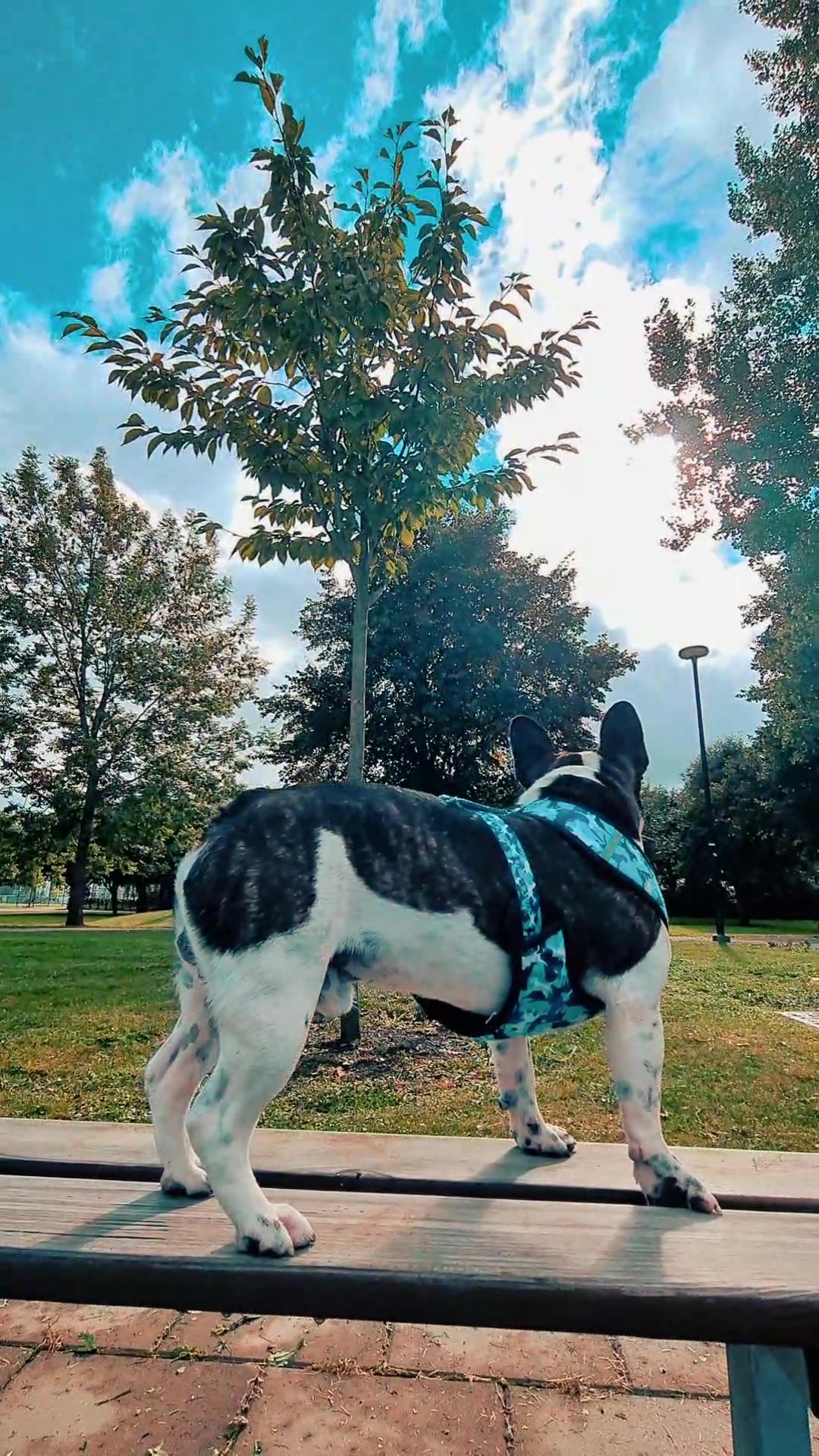 @odi_frenchie_