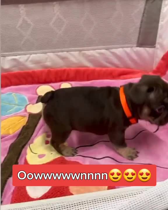 @BELLA 🐶💞