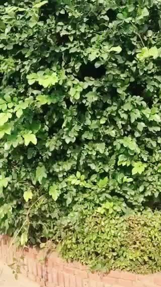 @ Shukla