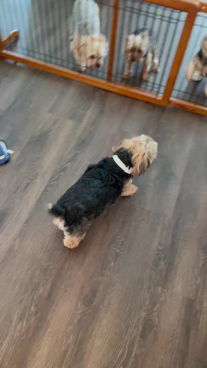 @My_4_Yorkies