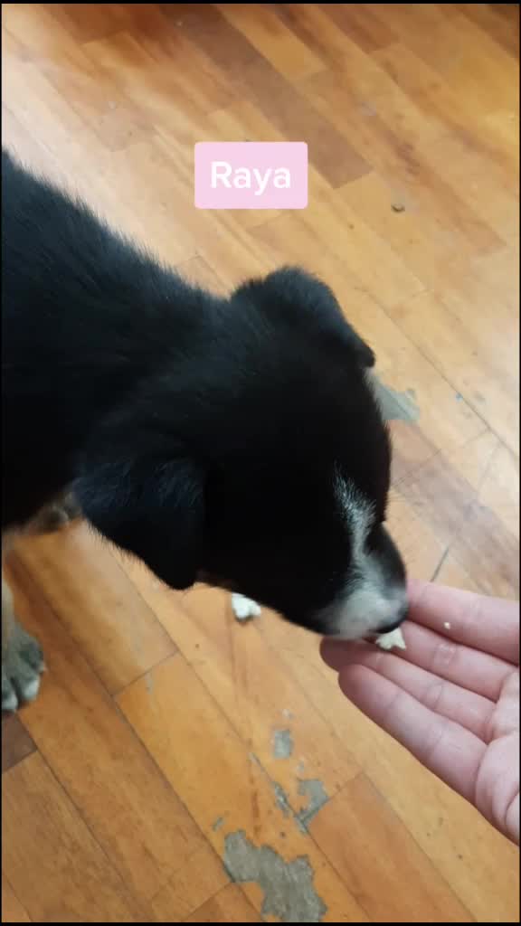 @Nala_and_Raya