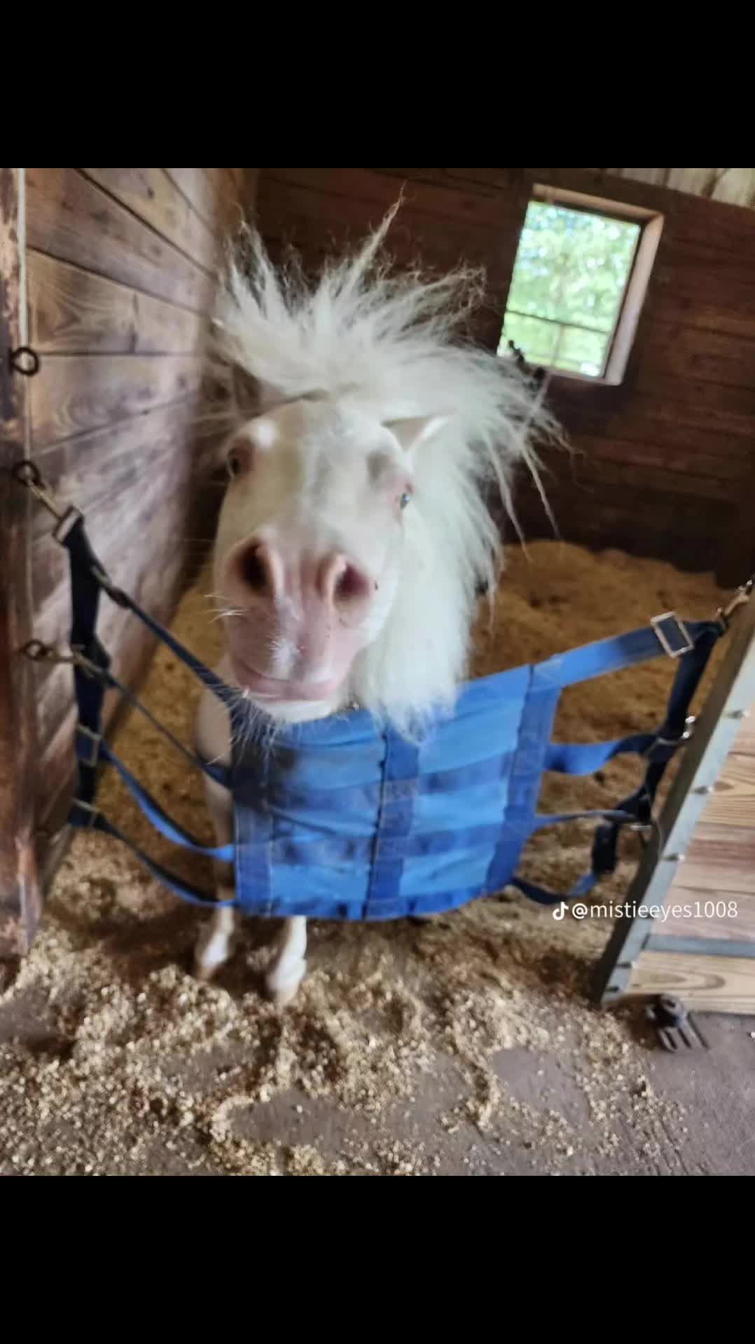 @CowboyBob_Horsemanship