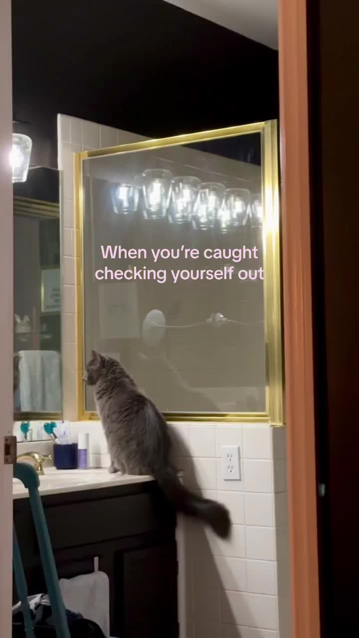 @three_meows_and_a_lady
