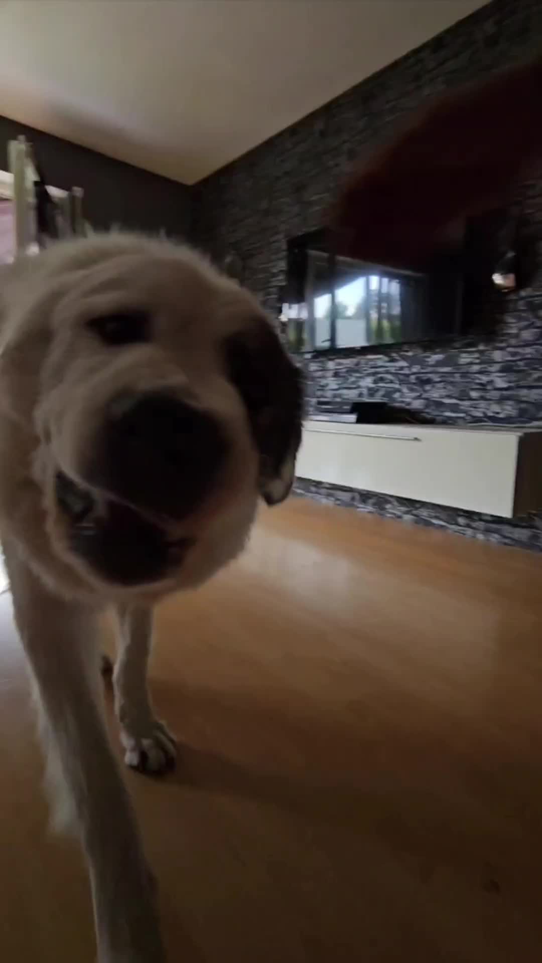 @Cooper😍and😍 I 🐕🏃♂️🫶🏻