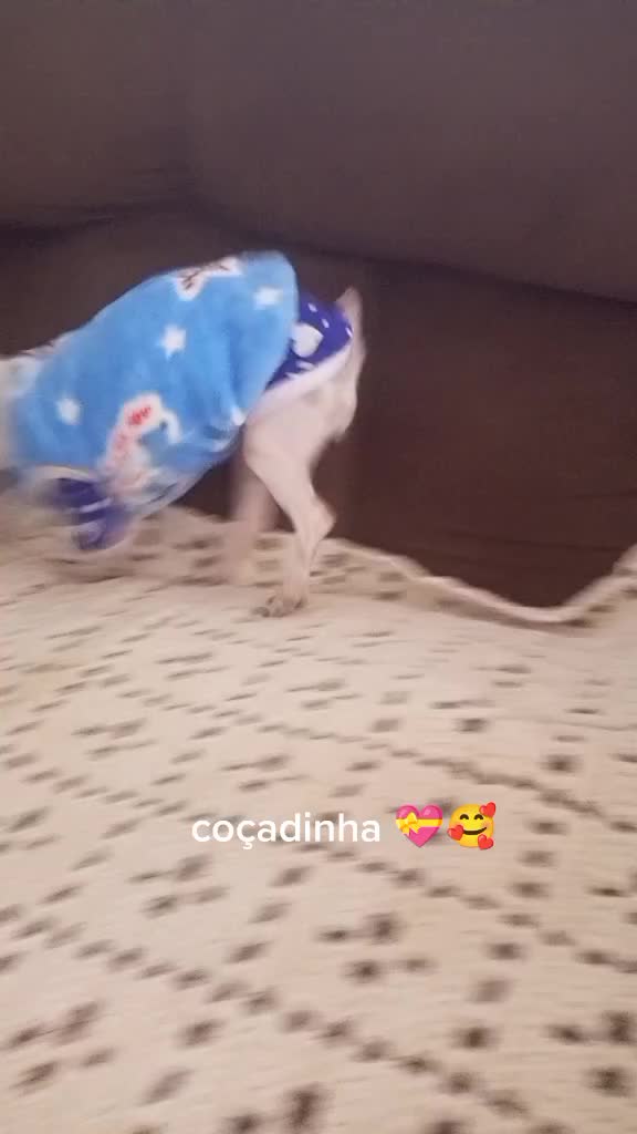 @Lilizinha🐶