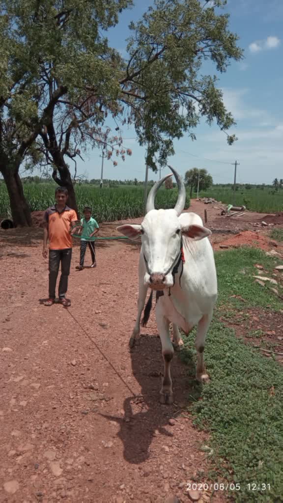 @Rachu Gaddi 100