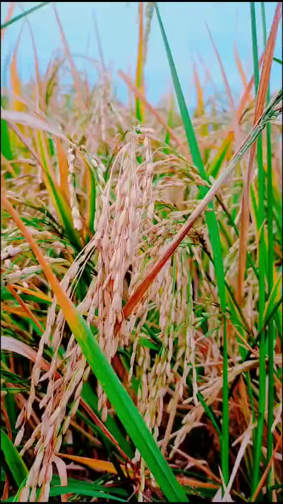 @S.P.செல்வா.