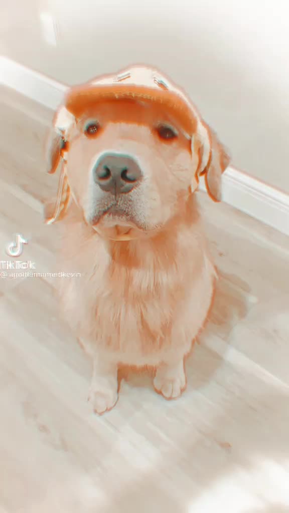@animals.soft.videos