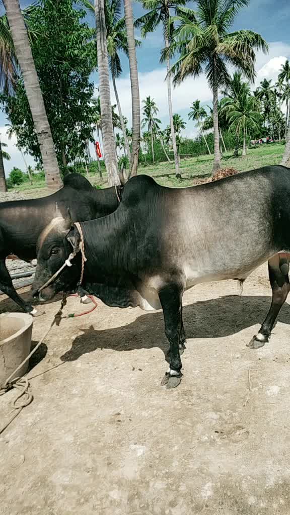 @maheshwaran
