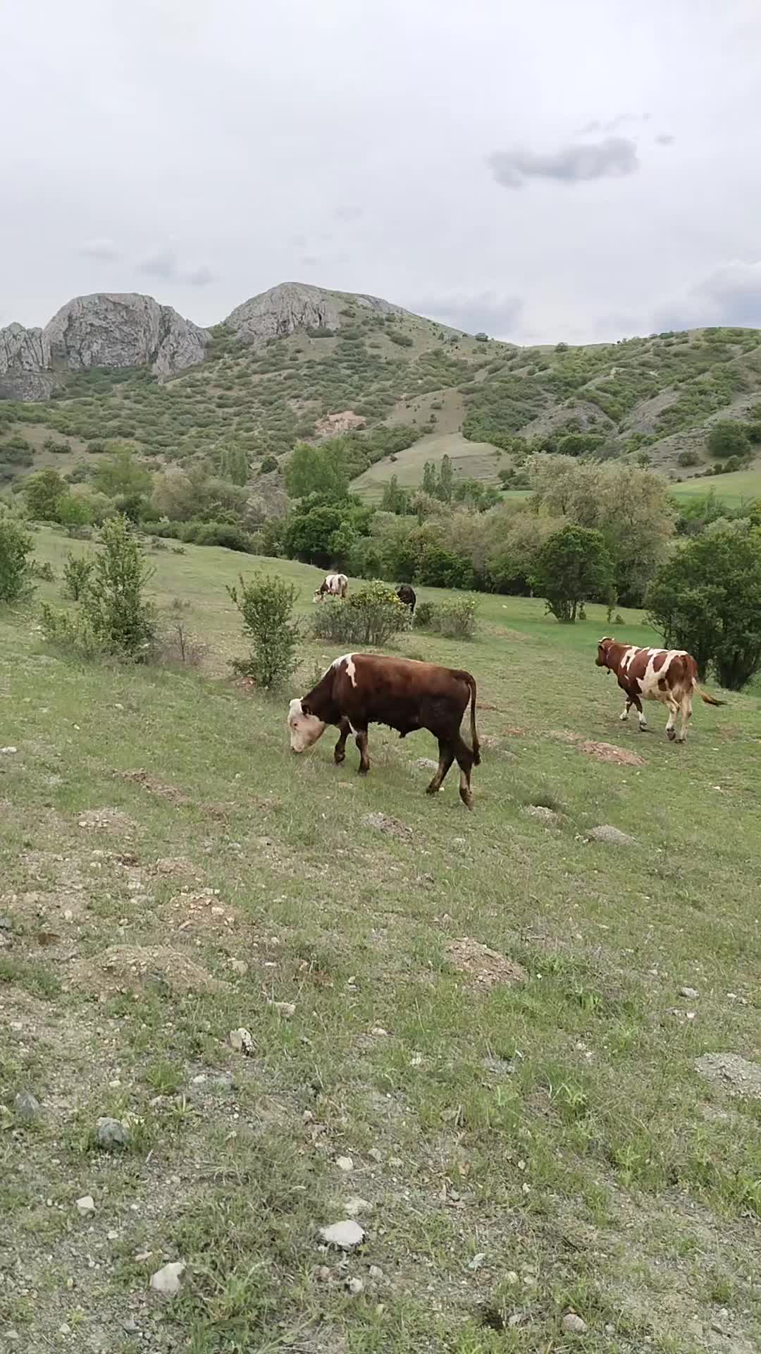 @mehmetcan